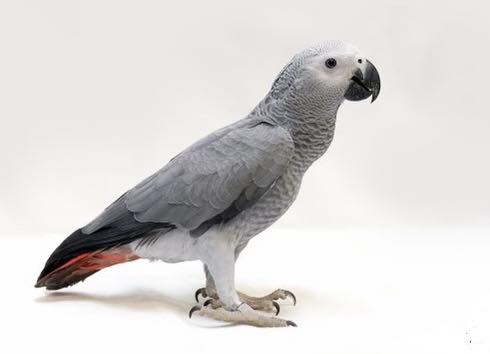 African Grey Parrot - For Sale